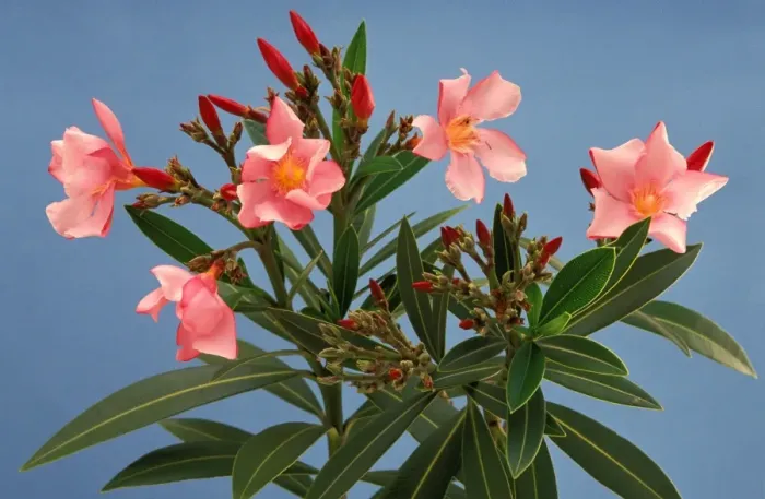 Framed Print : Oleander plant - Sydney, New South Wales, Australia, native of Mediterranean region JPF23097 Framed Print : Oleander plant - Sydney, New South Wales, Australia, native of Mediterranean region JPF23097