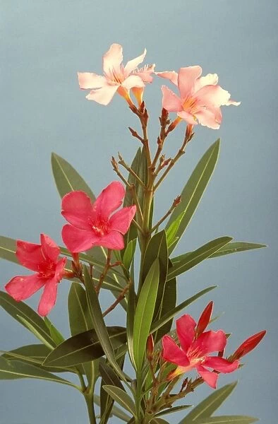 Oleander - toxic plant: children have died from eating leaves, flowers or seeds. Even leaves dropped in water can produce violent reactions and attack the nervous sytem and heart, Sydney, New South Wales, Australia JPF23095