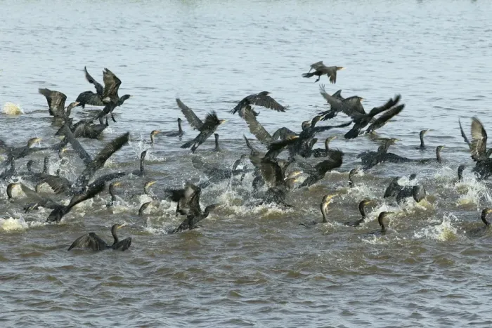 Framed Print : Olivaceus Cormorant - fishing in group llanos, Venezuela Phalacrocorax olivaceus Framed Print : Olivaceus Cormorant - fishing in group llanos, Venezuela Phalacrocorax olivaceus