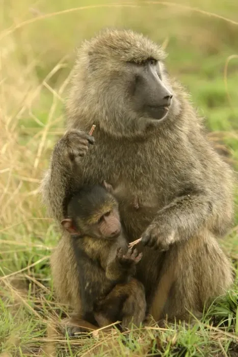 Framed Print : Olive Baboon Adult and young Maasai Mara, Kenya, Africa Framed Print : Olive Baboon Adult and young Maasai Mara, Kenya, Africa