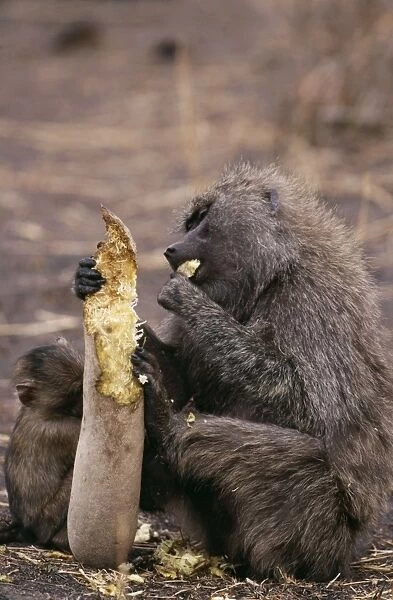 Olive Baboon Eating sausage from sausage tree, East Africa