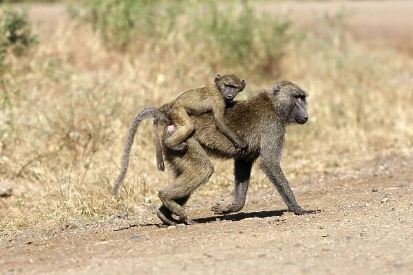 Olive Baboon - female with baby on back. Gidole - Pays Gardula - Ethiopie