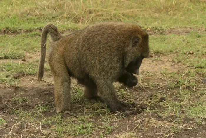 Framed Print : Olive Baboon Foraging in faeces Maasai Mara, Kenya, Africa Framed Print : Olive Baboon Foraging in faeces Maasai Mara, Kenya, Africa