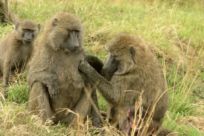 Framed Print : Olive Baboon Grooming Maasai Mara, Kenya, Africa Framed Print : Olive Baboon Grooming Maasai Mara, Kenya, Africa