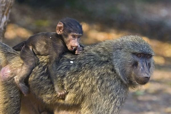 Olive Baboon - Infant riding on mother's back Gombe Stream Reserve, Tanzania