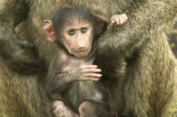 Framed Print : Olive Baboon LA 608 Baby in arms of parent Papio hamadryas anubis © J. M. Labat / ardea. com Framed Print : Olive Baboon LA 608 Baby in arms of parent Papio hamadryas anubis © J. M. Labat / ardea. com