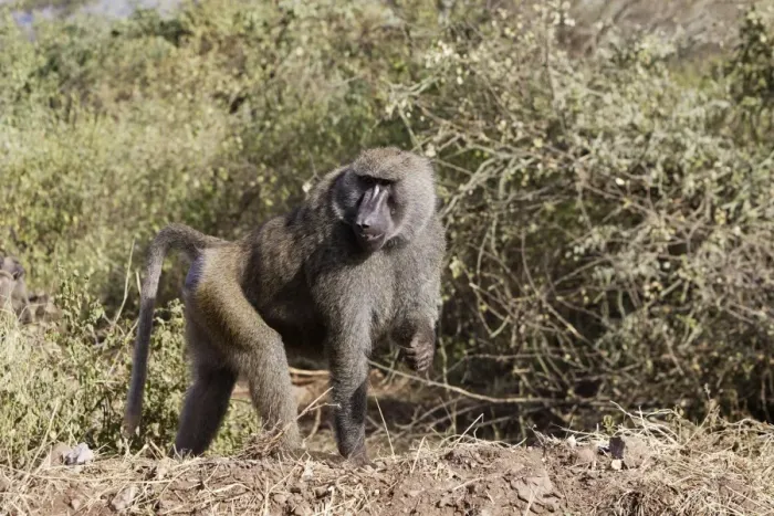 Framed Print : Olive Baboon - Male. Gidole - Pays Gardula - Ethiopie Framed Print : Olive Baboon - Male. Gidole - Pays Gardula - Ethiopie