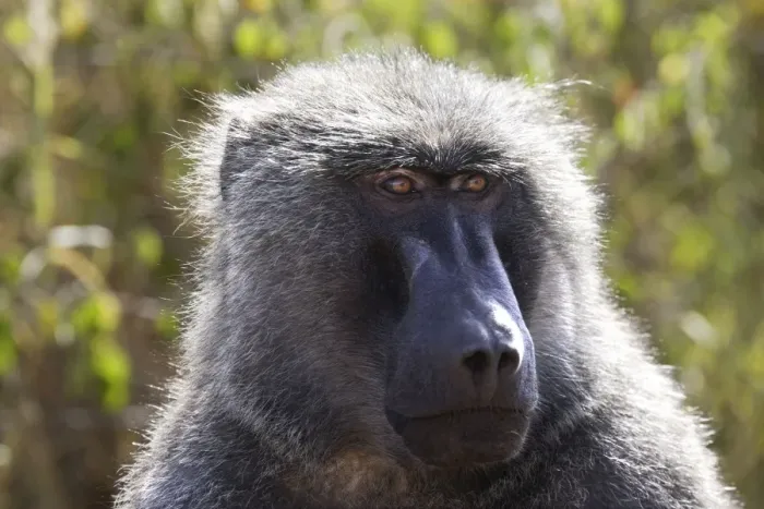 Framed Print : Olive Baboon - Male. Gidole - Pays Gardula - Ethiopie Framed Print : Olive Baboon - Male. Gidole - Pays Gardula - Ethiopie