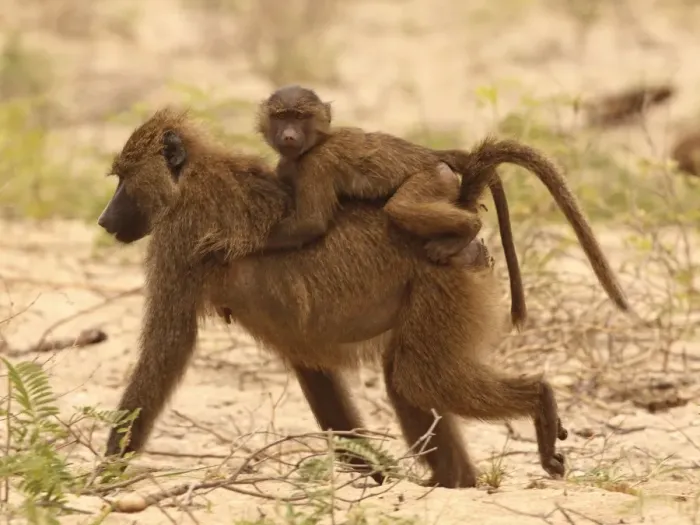 Framed Print : Olive Baboon - mother with kid on back - Lake Manyara NP - Tanzania Framed Print : Olive Baboon - mother with kid on back - Lake Manyara NP - Tanzania