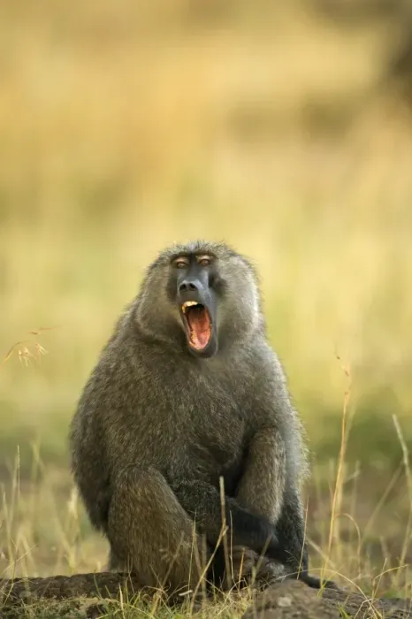 Framed Print : Olive Baboon With mouth open Maasai Mara, Kenya, Africa Framed Print : Olive Baboon With mouth open Maasai Mara, Kenya, Africa