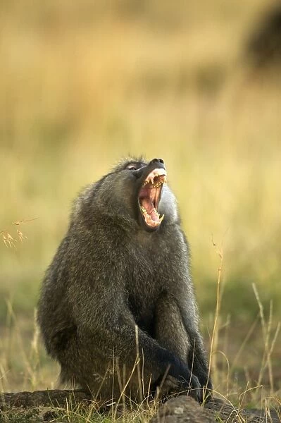Olive Baboon With mouth wide open Maasai Mara, Kenya, Africa