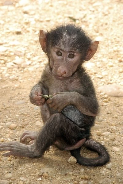 Olive Baboon - new baby - East Africa