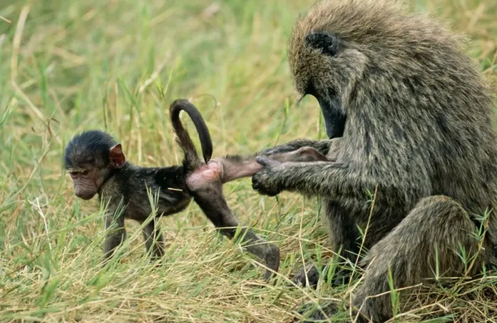 Framed Print : Olive Baboon RS 210 Grooming young, social bonding Papio cynocephalus © Robyn Stewart / ardea. com Framed Print : Olive Baboon RS 210 Grooming young, social bonding Papio cynocephalus © Robyn Stewart / ardea. com