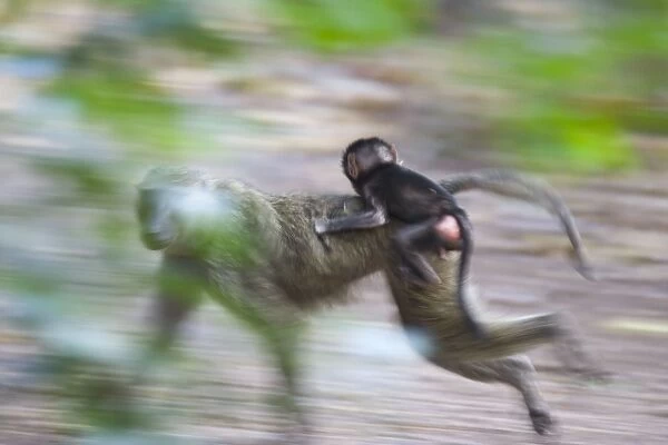 Olive Baboon - running with young clinging to back Gombe Stream Reserve, Tanzania