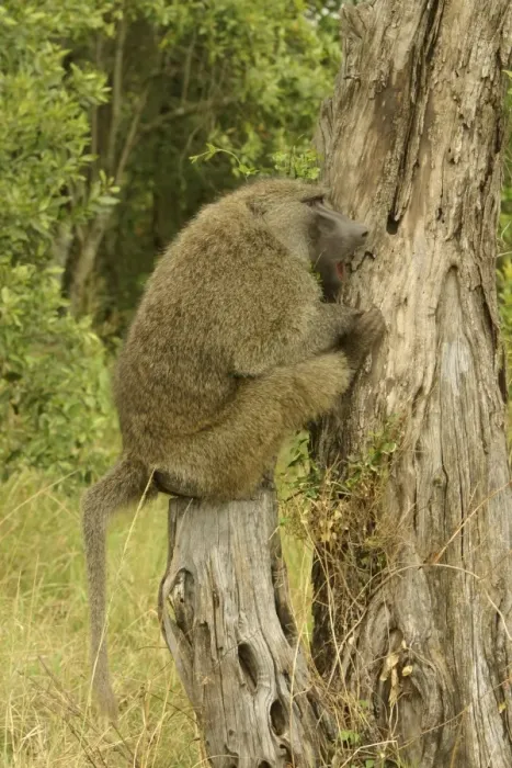 Framed Print : Olive Baboon Sitting on tree stump Maasai Mara, Kenya, Africa Framed Print : Olive Baboon Sitting on tree stump Maasai Mara, Kenya, Africa