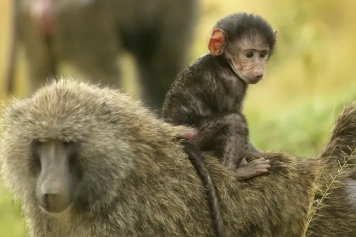 Framed Print : Olive Baboons Adult carrying young on back Maasai Mara, Kenya, Africa
