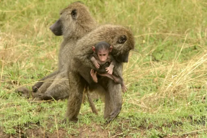 Framed Print : Olive Baboons Adult carrying young Maasai Mara, Kenya, Africa Framed Print : Olive Baboons Adult carrying young Maasai Mara, Kenya, Africa