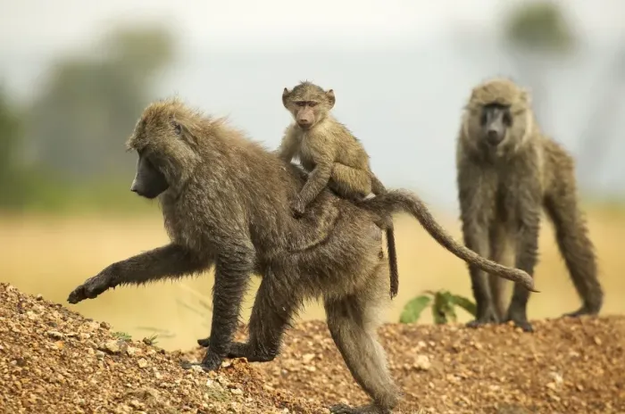 Framed Print : Olive Baboons LA 604 Walking with baby on back Papio hamadryas anubis © J. M. Labat / ardea. com Framed Print : Olive Baboons LA 604 Walking with baby on back Papio hamadryas anubis © J. M. Labat / ardea. com