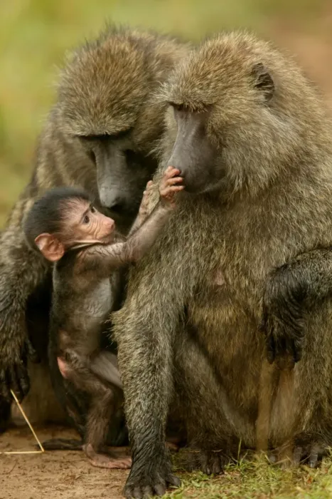 Framed Print : Olive Baboons LA 615 Baby with adults Papio hamadryas anubis © J. M. Labat / ardea. com Framed Print : Olive Baboons LA 615 Baby with adults Papio hamadryas anubis © J. M. Labat / ardea. com