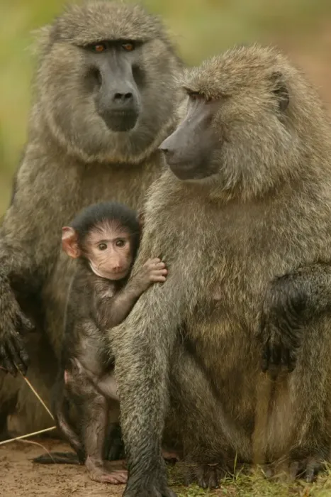Framed Print : Olive Baboons LA 616 Baby with adults Papio hamadryas anubis © J. M. Labat / ardea. com Framed Print : Olive Baboons LA 616 Baby with adults Papio hamadryas anubis © J. M. Labat / ardea. com