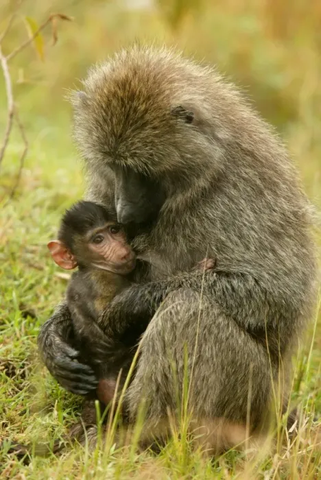 Framed Print : Olive Baboons LA 617 Baby with parent Papio hamadryas anubis © J. M. Labat  /  ardea. com