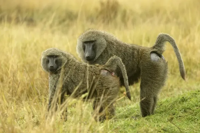 Framed Print : Olive Baboons Maasai Mara, Kenya, Africa Framed Print : Olive Baboons Maasai Mara, Kenya, Africa
