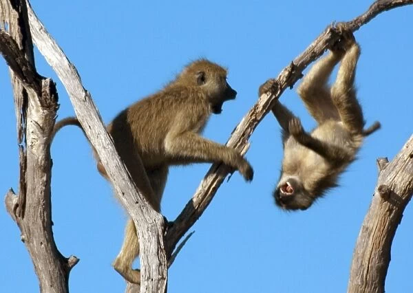 Olive Baboons - Playing on a tree - Ruaha National Park - Tanzania - Africa