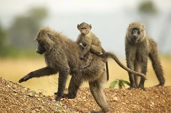 Olive Baboons - walking with baby on back