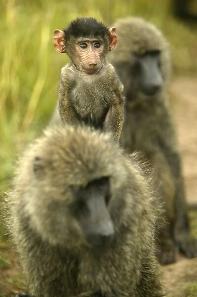 Olive Baboons Young riding on the back of adult Maasai Mara, Kenya, Africa