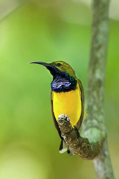 Olive-backed Sunbird - colourful male adult sitting on a branch showing off its brightly coloured throat - Queensland, Wet Tropics World Heritage Area, Australia