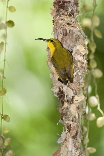 Olive-backed Sunbird - female adult in the process of building a filigrane hanging nest made out of cobwebs, leaves and small sticks - Queensland, Wet Tropics World Heritage Area, Australia