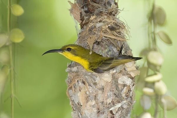 Olive-backed Sunbird - female adult in the process of building a filigrane hanging nest made out of cobwebs, leaves and small sticks. Right now, it's sitting in the nest with only its head and on wing sticking out