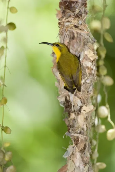 Framed Print : Olive-backed Sunbird - female adult in the process of building a filigrane hanging nest made out of cobwebs, leaves and small sticks - Queensland, Wet Tropics World Heritage Area, Australia Framed Print : Olive-backed Sunbird - female adult in the process of building a filigrane hanging nest made out of cobwebs, leaves and small sticks - Queensland, Wet Tropics World Heritage Area, Australia