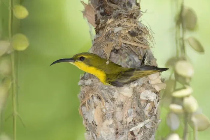 Framed Print : Olive-backed Sunbird - female adult in the process of building a filigrane hanging nest made out of cobwebs, leaves and small sticks. Right now, it's sitting in the nest with only its head and on wing sticking out Framed Print : Olive-backed Sunbird - female adult in the process of building a filigrane hanging nest made out of cobwebs, leaves and small sticks. Right now, it's sitting in the nest with only its head and on wing sticking out
