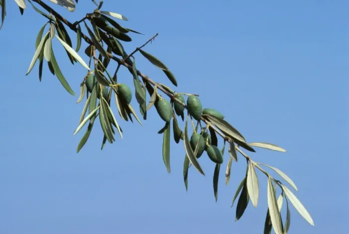 Framed Print : Olive branch Framed Print : Olive branch