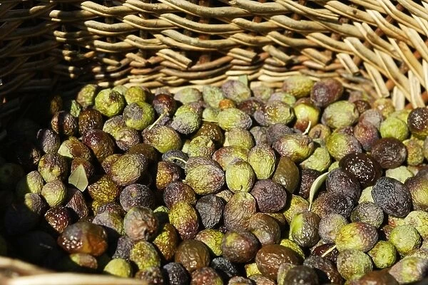 Olive Fruit - picked in a basket - La Drome Provencale - France