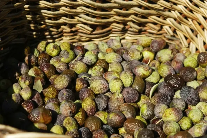 Framed Print : Olive Fruit - picked in a basket - La Drome Provencale - France Framed Print : Olive Fruit - picked in a basket - La Drome Provencale - France