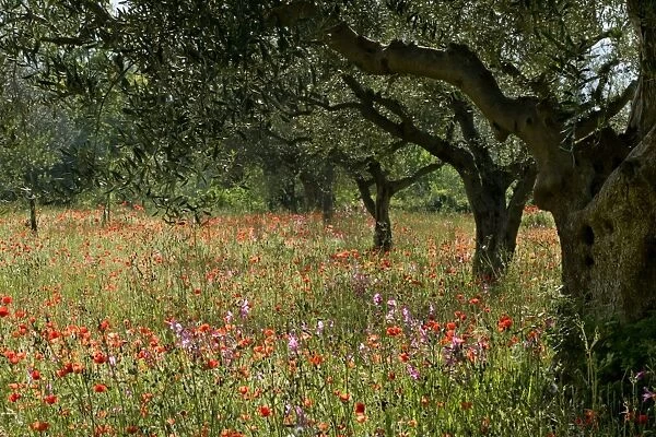 Olive grove with flowering meadow of Field Gladiolus and Field Poppy Val d Orcia, Tuscany, Italy
