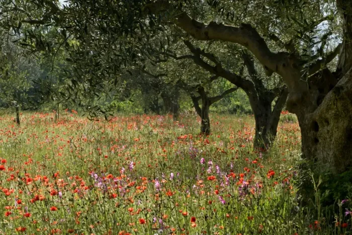 Framed Print : Olive grove with flowering meadow of Field Gladiolus and Field Poppy Val d Orcia, Tuscany, Italy