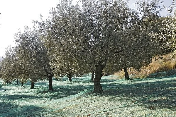 Olive Grove - prepared for picking - La Drome Provencale - France