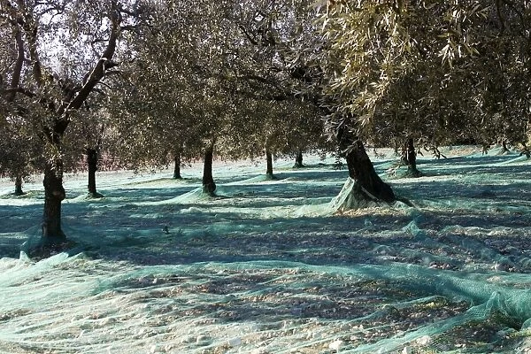 Olive Grove - prepared for picking - La Drome Provencale - France
