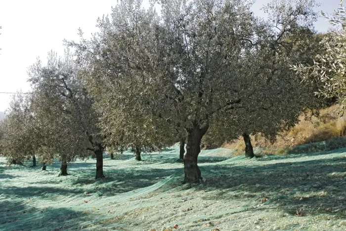 Framed Print : Olive Grove - prepared for picking - La Drome Provencale - France Framed Print : Olive Grove - prepared for picking - La Drome Provencale - France