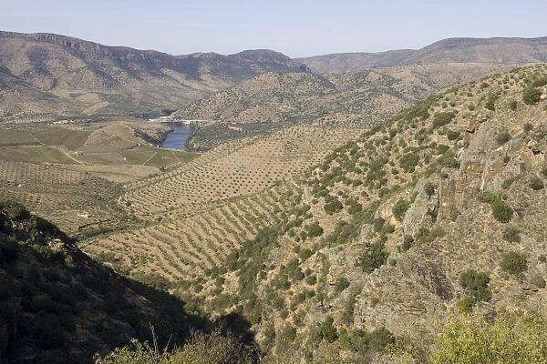 Olive groves in Parque Natural do Douro International Portugal