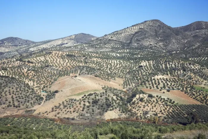 Framed Print : Olive Plantations - on hill slopes, beside township Olvera, Andalucia, Spain Framed Print : Olive Plantations - on hill slopes, beside township Olvera, Andalucia, Spain