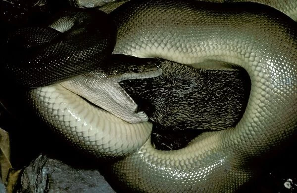 Olive Python - Eating a bandicoot. Adults can eat prey as large as a rock-wallaby, Northern Australia JPF00081