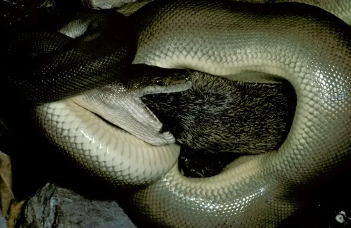 Framed Print : Olive Python - Eating a bandicoot. Adults can eat prey as large as a rock-wallaby, Northern Australia JPF00081