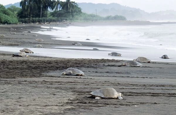 Olive Ridley  /  Golfina Turtle - group, many emerging from the sea