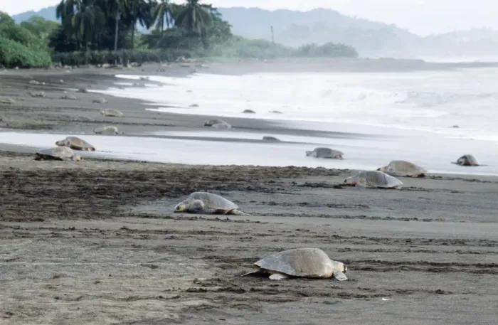 Framed Print : Olive Ridley / Golfina Turtle - group, many emerging from the sea Framed Print : Olive Ridley / Golfina Turtle - group, many emerging from the sea