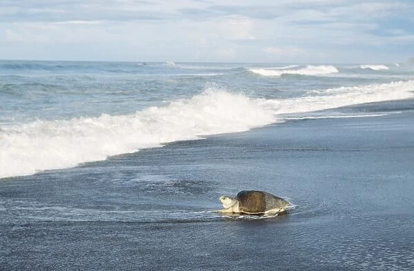Olive Ridley  /  Golfina Turtle - heading towards the water