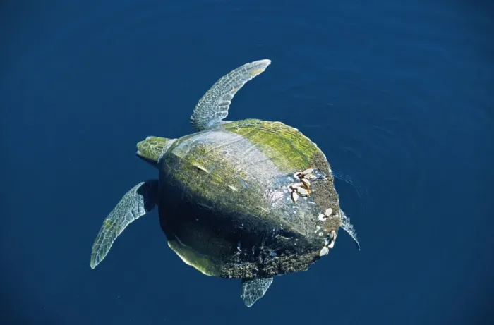 Framed Print : Olive Ridley Turtle Framed Print : Olive Ridley Turtle